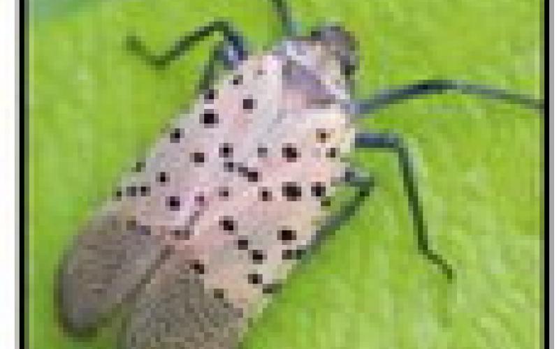 Spotted lanternfly