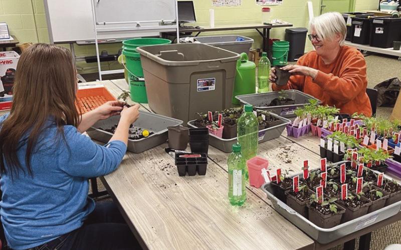 A volunteer helps staff up-potting plants for office gardens.