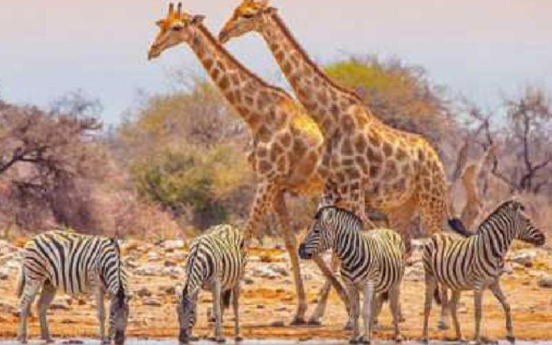 Some of the animals spotted by Ms. Pfaffenberger while on safari.