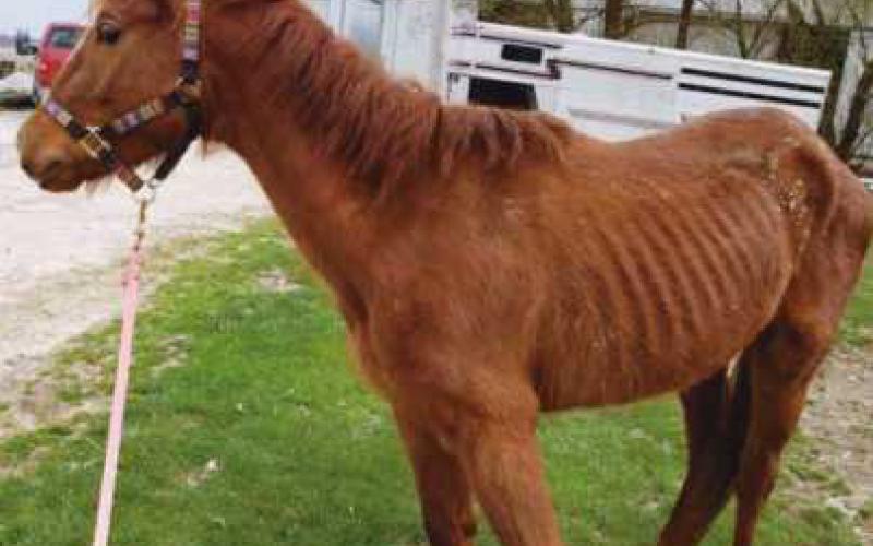 Horses are cared for at the Healing Barn, which provides equine rescue and rehabilitation.