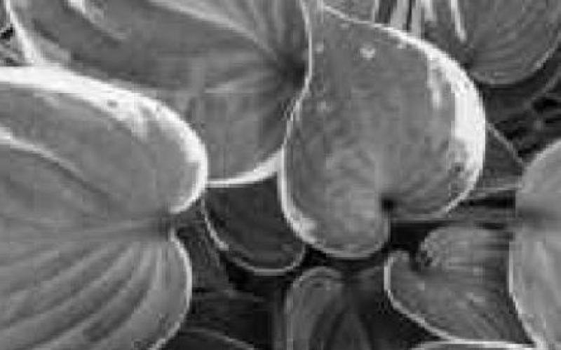 Hosta, Daylily Society plant sale set for May 21