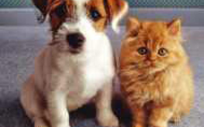 Humane Society to host summer camps
