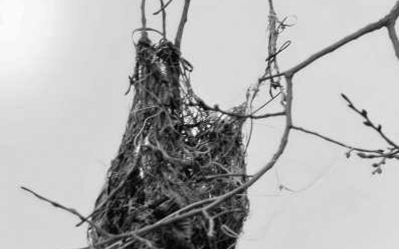 The nest of a Baltimore Oriole