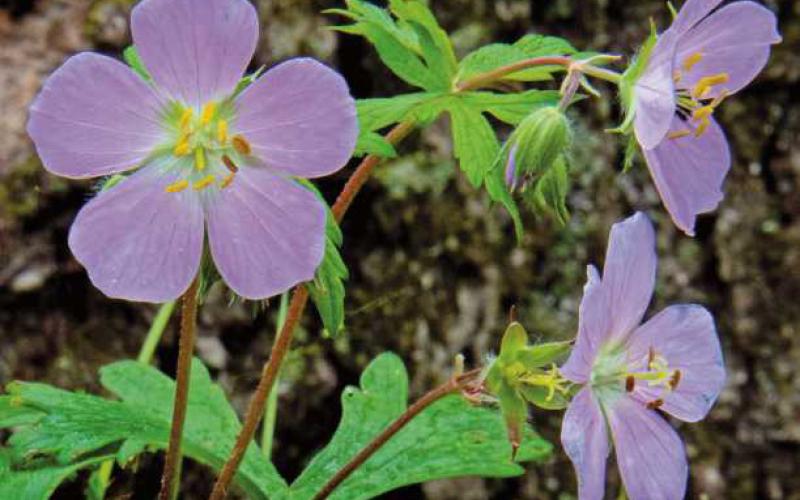Native plants bloom as spring turns to summer