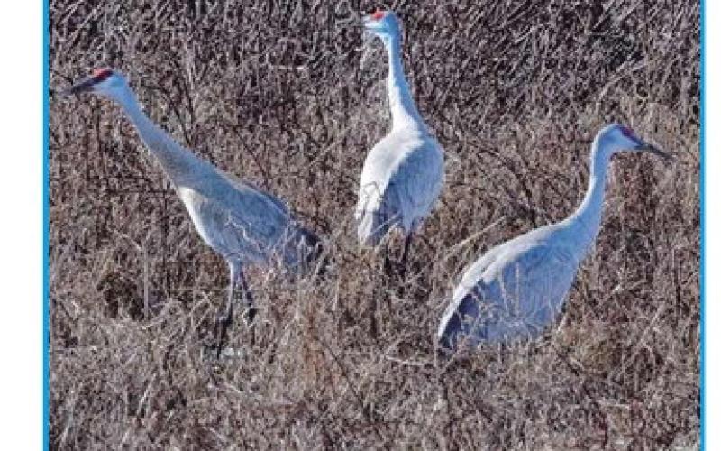 Sandhill cranes mark the return of spring