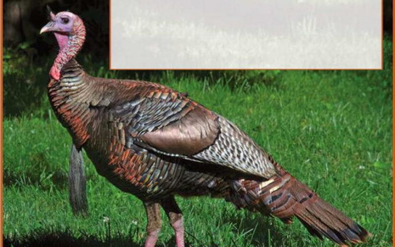 Happy Thanksgiving!