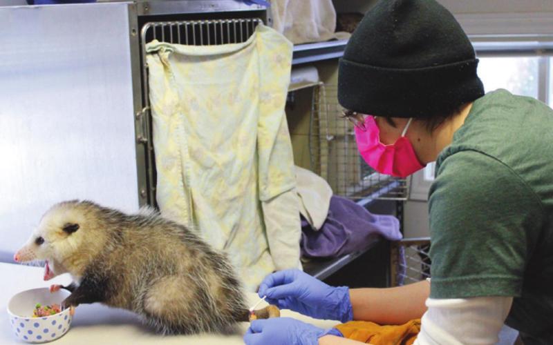Cal Reynolds applies ointment to the tail of this opossum, which had its tail partially amputated due to frostbite.