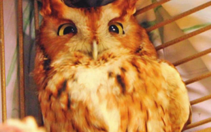 Above is Seraphina, a female screech owl, who lives at the nursery and is used for educational purposes.