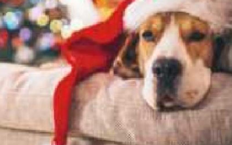 Year-end online fund-raiser to benefit local animals