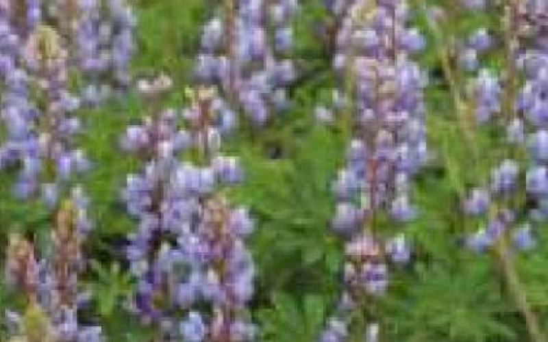 Annual Blue Week nature festival showcases rare plant and animal species in the Oak Openings Region