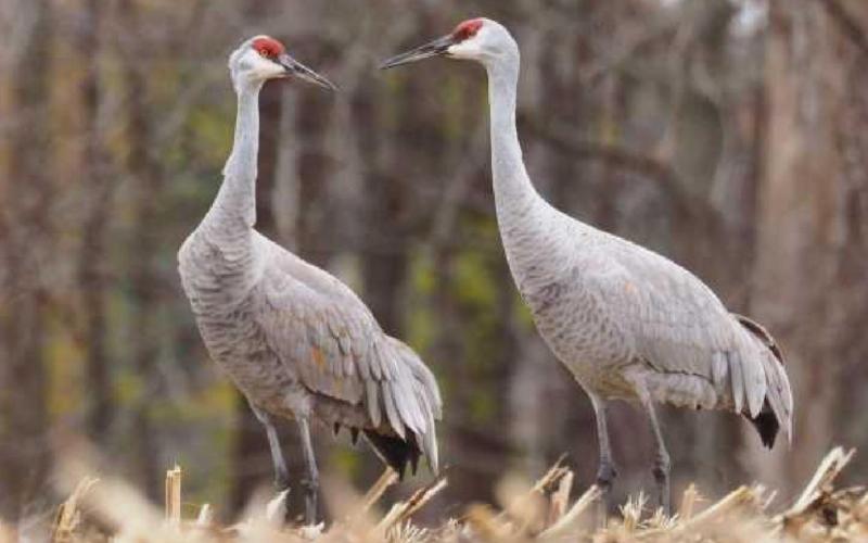 Annual Blue Week nature festival showcases rare plant and animal species in the Oak Openings Region