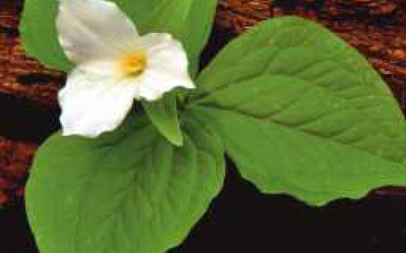 White trillium is the official native plant of Ohio, and an icon of the spring woods. It can be found in wooded areas of Pearson, Swan Creek, Secor and other Metroparks.