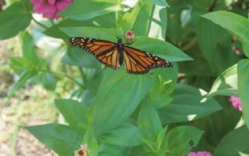 Creating a space for monarchs to thrive