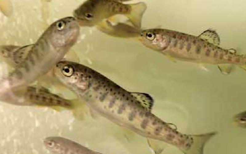 Students aid fishery for Trout in the Classroom