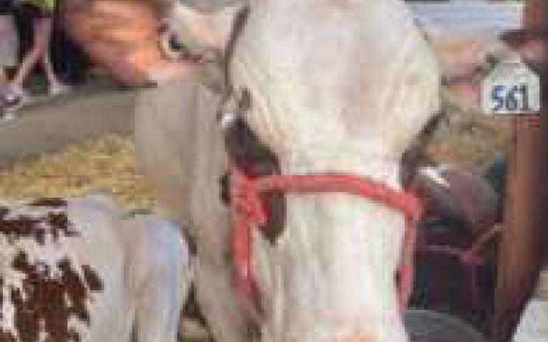 150th Wood County Fair held in Bowling Green