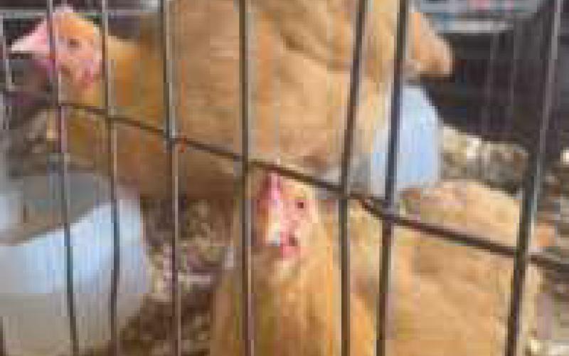 150th Wood County Fair held in Bowling Green