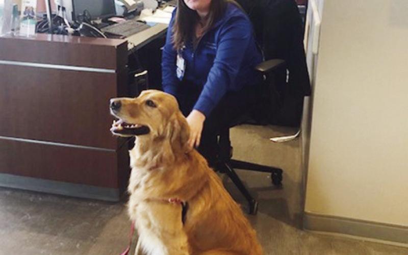 Mercy staff member spends a moment with Henry the therapy dog.