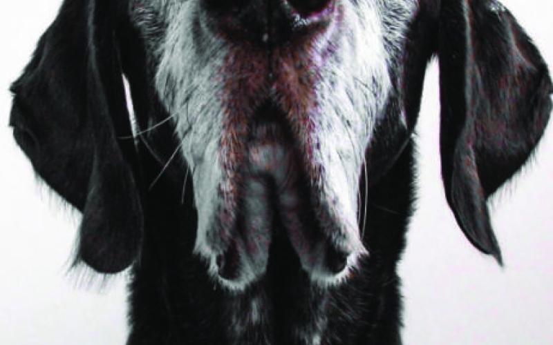 How to make aging pets more comfortable