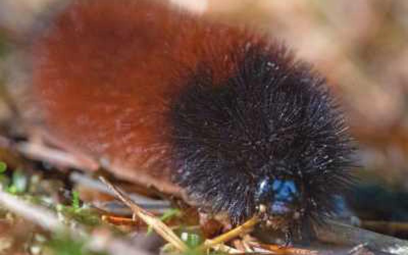 Is the woolly bear caterpillar a predictor of winter weather?