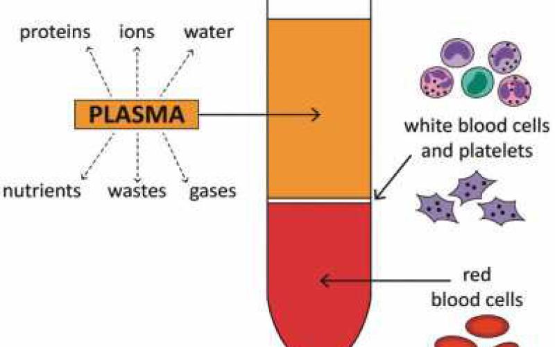 Phlebotomy program begins small but has large aspirations