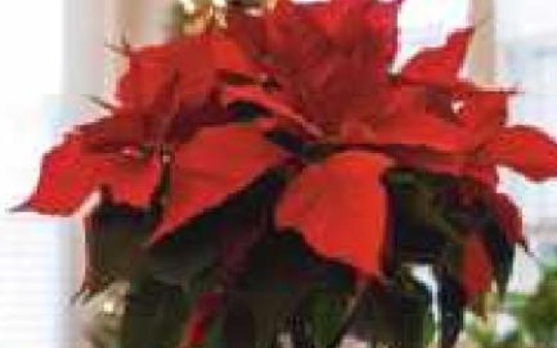 Perrysburg Schools Parents Helping Students and Staff to hold winter plant sale