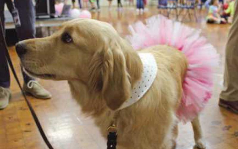 Toth Elementary students welcome Aspen on her adoptiversary