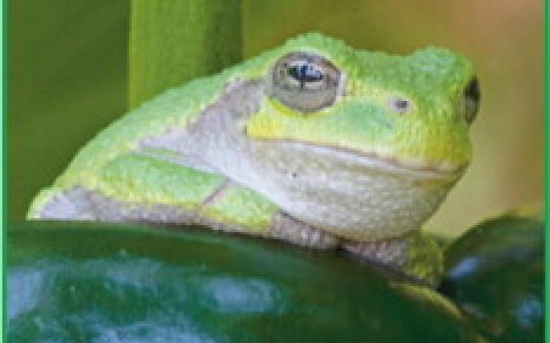 Late summer night music of gray tree frogs