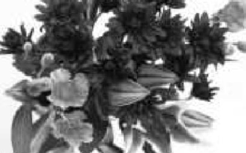 Ability Center to host Mother’s Day flower sale