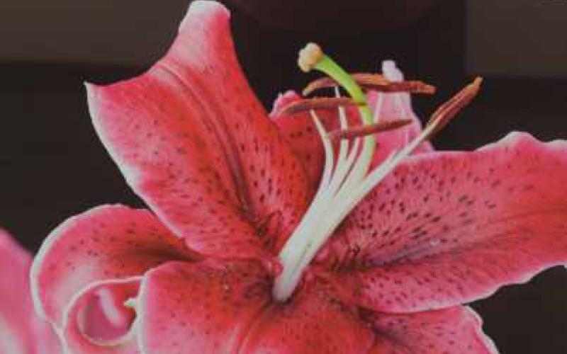“Daylily” by Terry Johnson