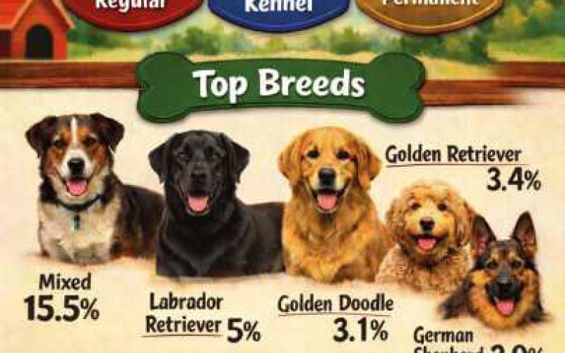Wood County dog license recap