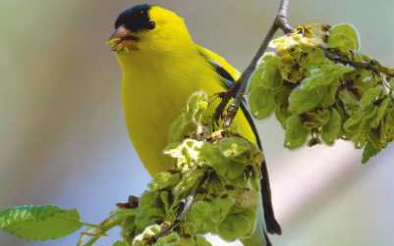 The goldfinch, a late addition to nesting birds