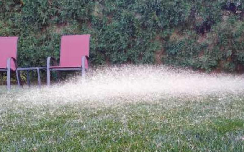 Neighbors worry about weed spreading on Eckel Jct.