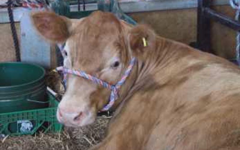 A pictorial look back at the 2024 Wood County Fair