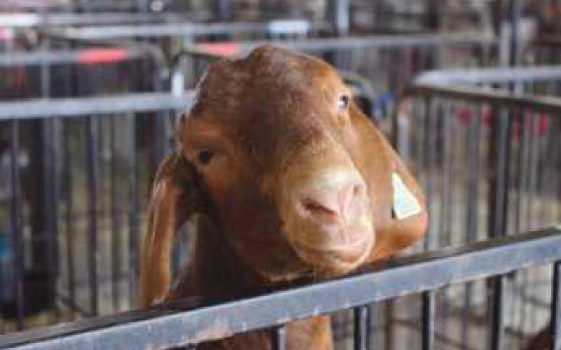 A pictorial look back at the 2024 Wood County Fair
