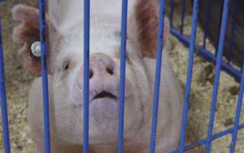 A pictorial look back at the 2024 Wood County Fair