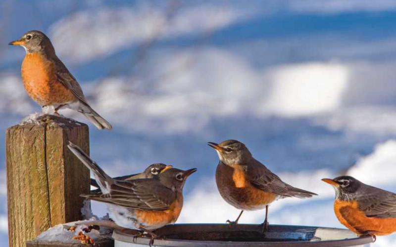 American Robins find sustenance in bird feeders during winter