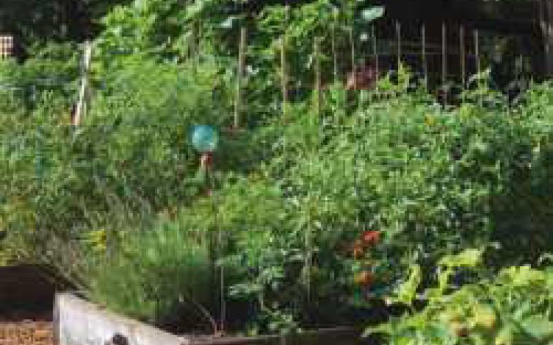 577 community gardeners feed area residents