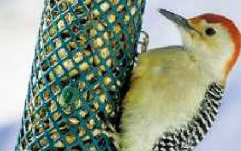 How to care for birds that visit your yard this winter