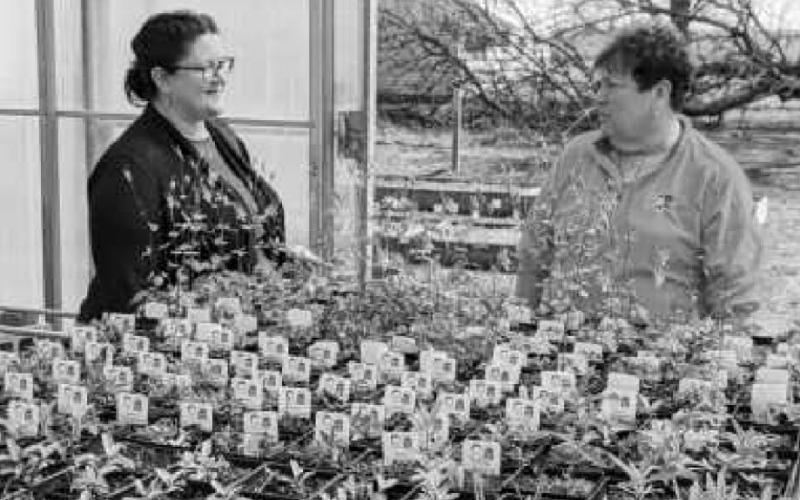 Discussing some of the native plants that will be available for sale are, left, Diana Ziems, park district administrative assistant, and park commissioner Sandy Wiechman.