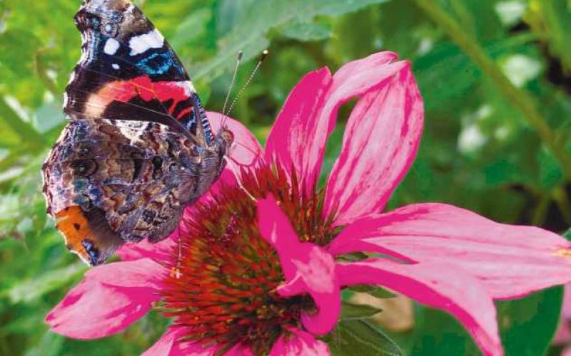 Red Admiral on purple coneflower.