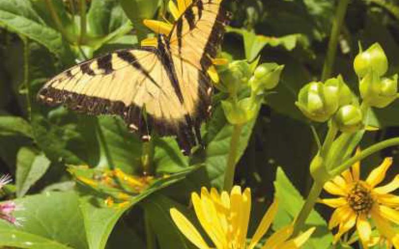 Eastern Tiger Swallowtail on a cup plant.