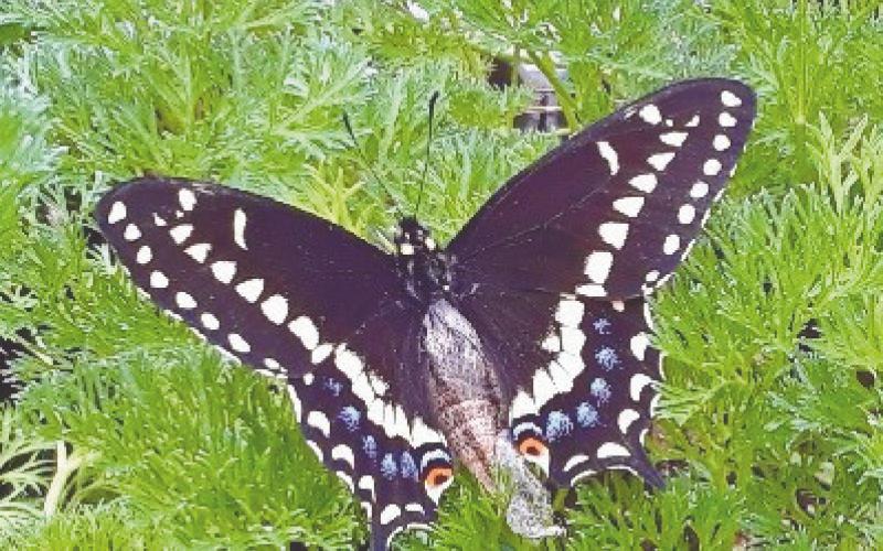 Black Swallowtail on parsley.