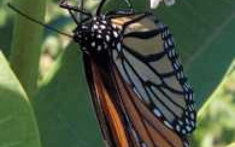 Monarch on a common milkweed.