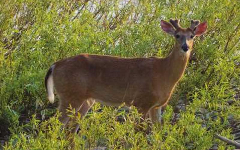 Nature’s beauty abounds for River Road residents