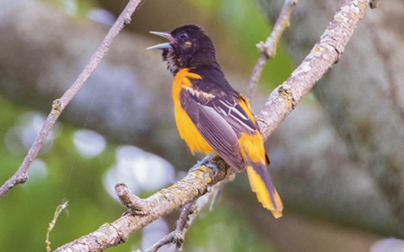 Nature’s beauty abounds for River Road residents