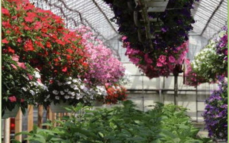 Why it makes sense to purchase from a local greenhouse and garden center
