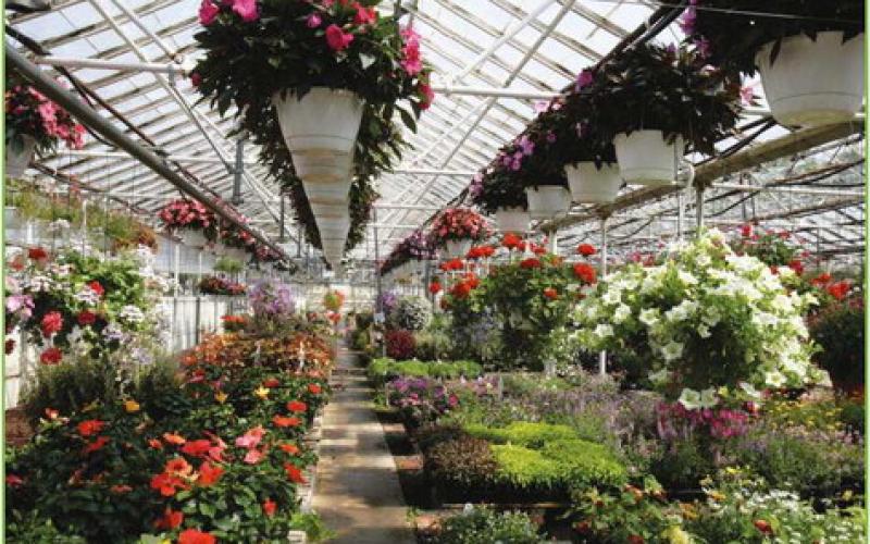 Why it makes sense to purchase from a local greenhouse and garden center