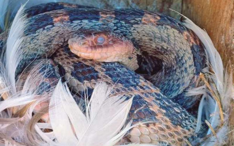 Eastern fox snake finds home at Ottawa National Wildlife Refuge