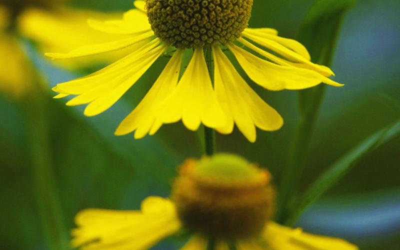 Sneezeweed in bloom now