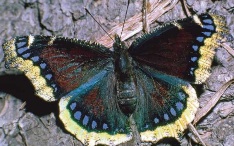First butterfly of spring season emerges